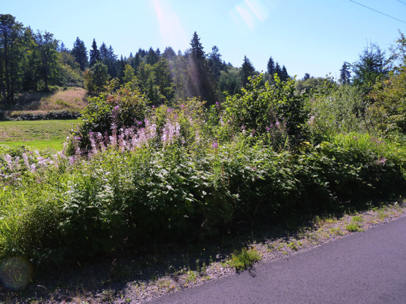 As one heads south from  Gresham, woods give in to fields, orchards and wild flowers